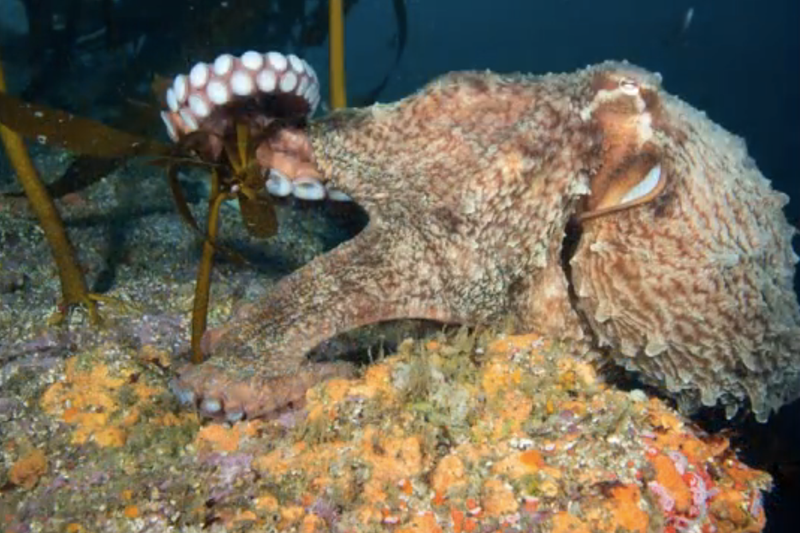 Illustration for article titled What it looks like when an octopus decides to steal your camera.